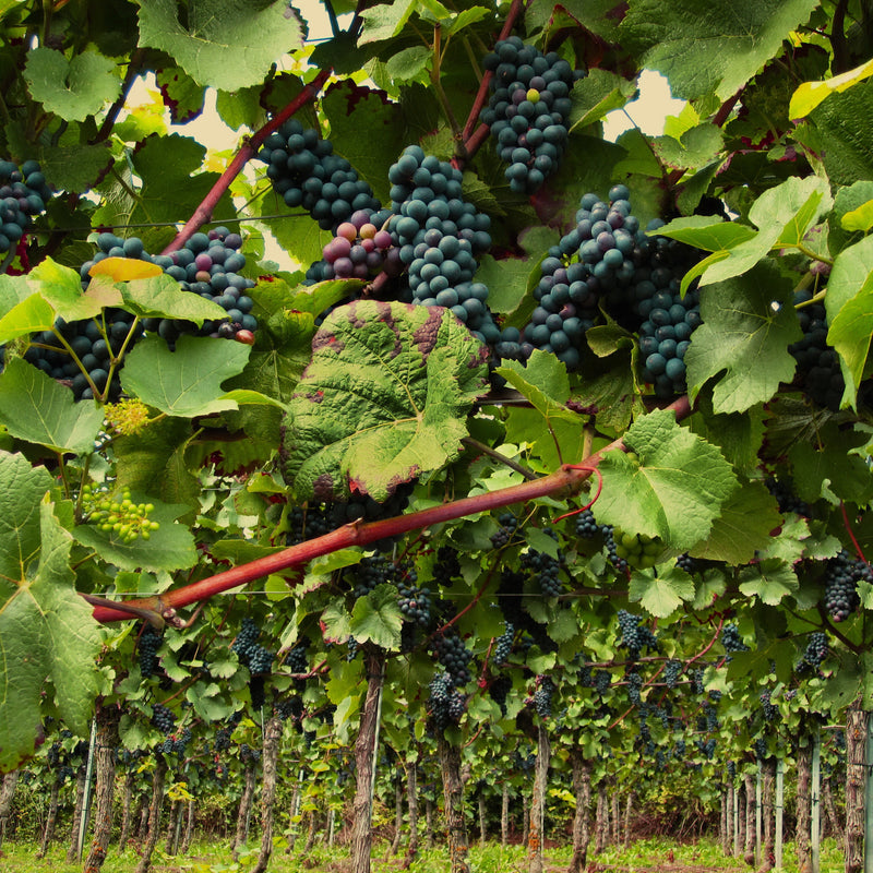 Off the Beaten Track - Burgundy Wine Tasting