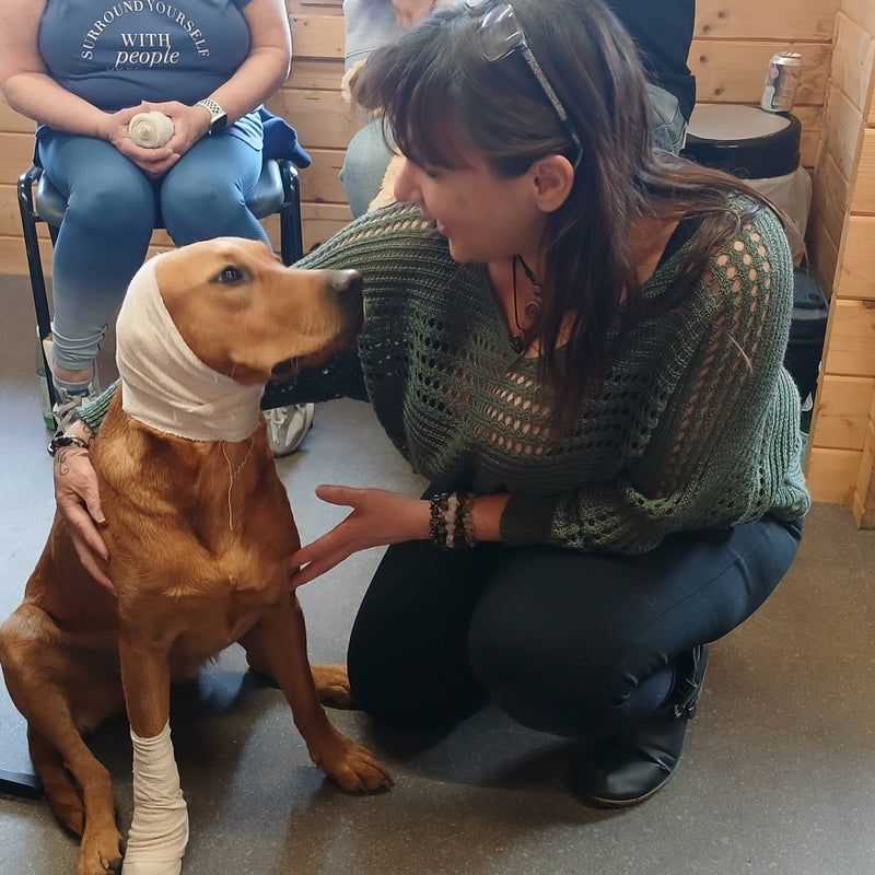 Dog First Aid Course