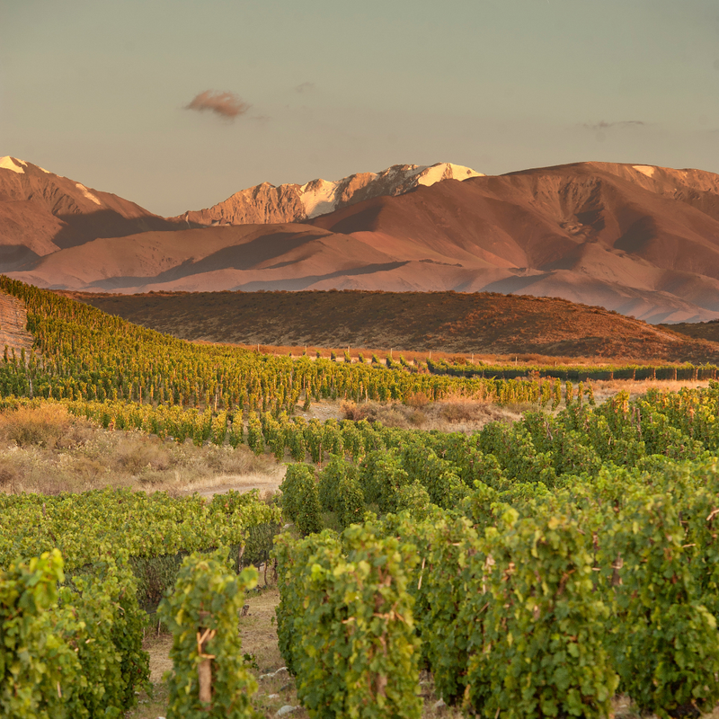 Mountain Wines of Argentina: An Evening with Zuccardi
